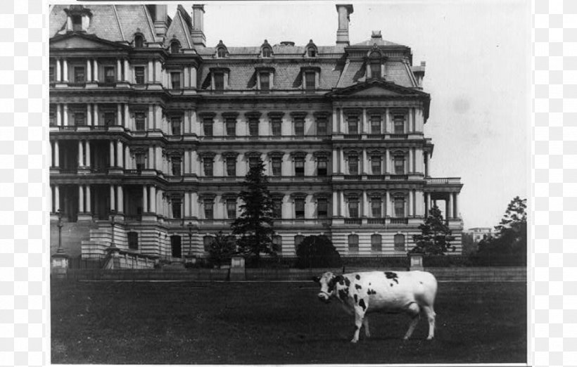 White House Cattle Executive Office Building Dog Pauline Wayne, PNG, 926x590px, White House, Barack Obama, Bill Clinton, Black And White, Building Download Free