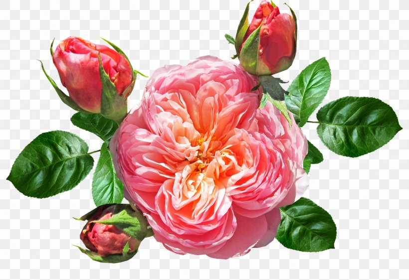 Floral Flower Background, PNG, 1280x878px, Garden Roses, Anthurium, Artificial Flower, Cabbage Rose, Camellia Download Free