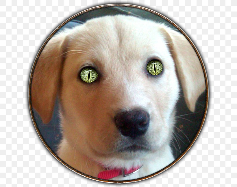 Labrador Retriever Puppy Dog Breed Companion Dog, PNG, 650x650px, Labrador Retriever, Breed, Carnivoran, Companion Dog, Dog Download Free