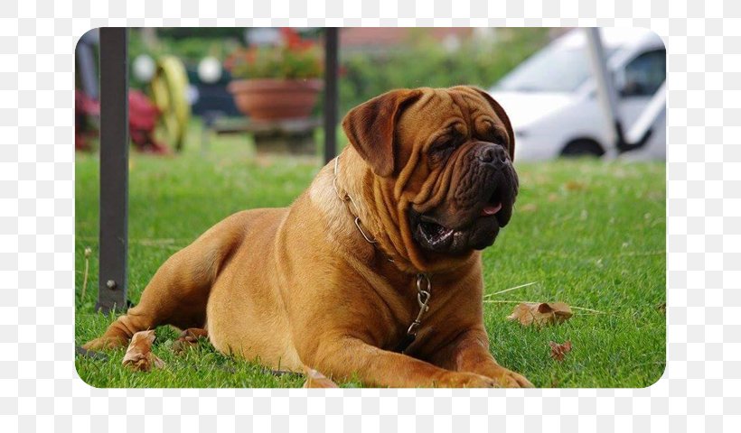 Ori-Pei Olde English Bulldogge Bullmastiff Dorset Olde Tyme Bulldogge Boxer, PNG, 690x480px, Oripei, Boerboel, Boxer, Bulldog, Bulldog Breeds Download Free