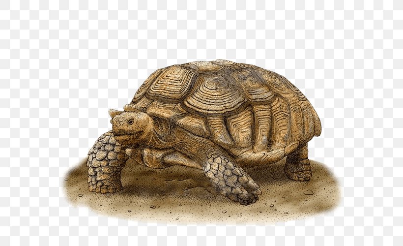 Box Turtles African Spurred Tortoise Art, PNG, 600x500px, Box Turtles, African Spurred Tortoise, Animal, Art, Art Museum Download Free