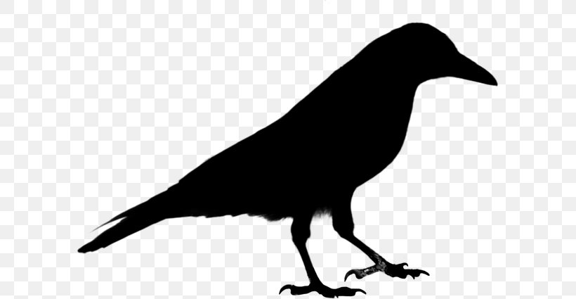 Common Raven Clip Art Crow, PNG, 600x425px, Raven, American Crow, Beak, Bird, Blackbird Download Free