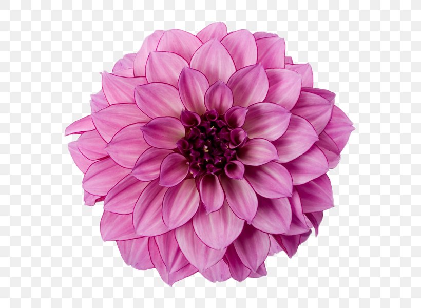 Dahlia Clip Art, PNG, 600x600px, Dahlia, Chrysanths, Color, Cut Flowers, Daisy Family Download Free