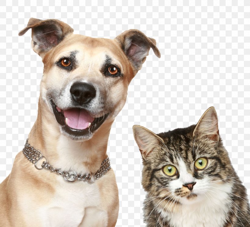 Dog Cat Puppy Pet Sitting, PNG, 1000x910px, Dog, Animal Control And Welfare Service, Carnivore, Cat, Cat Like Mammal Download Free