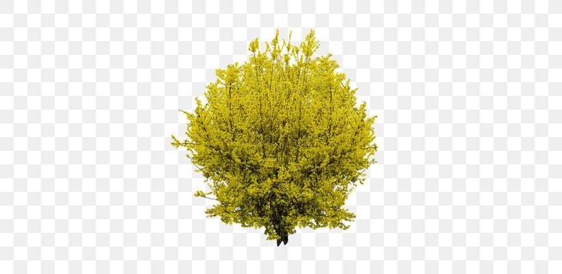 Forsythia Shrub Tree, PNG, 353x400px, Forsythia, Branch, Evergreen, Flower, Garden Download Free