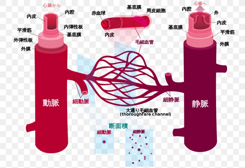 Blood Vessel Circulatory System Human Body Anatomy, PNG, 1024x705px, Blood Vessel, Anatomy, Artery, Blood, Bottle Download Free