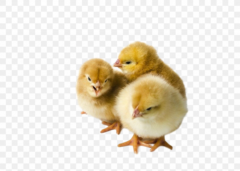 Chicken Bird Poultry Duck Yellow, PNG, 960x687px, Chicken, Beak, Bird, Duck, Ducks Geese And Swans Download Free