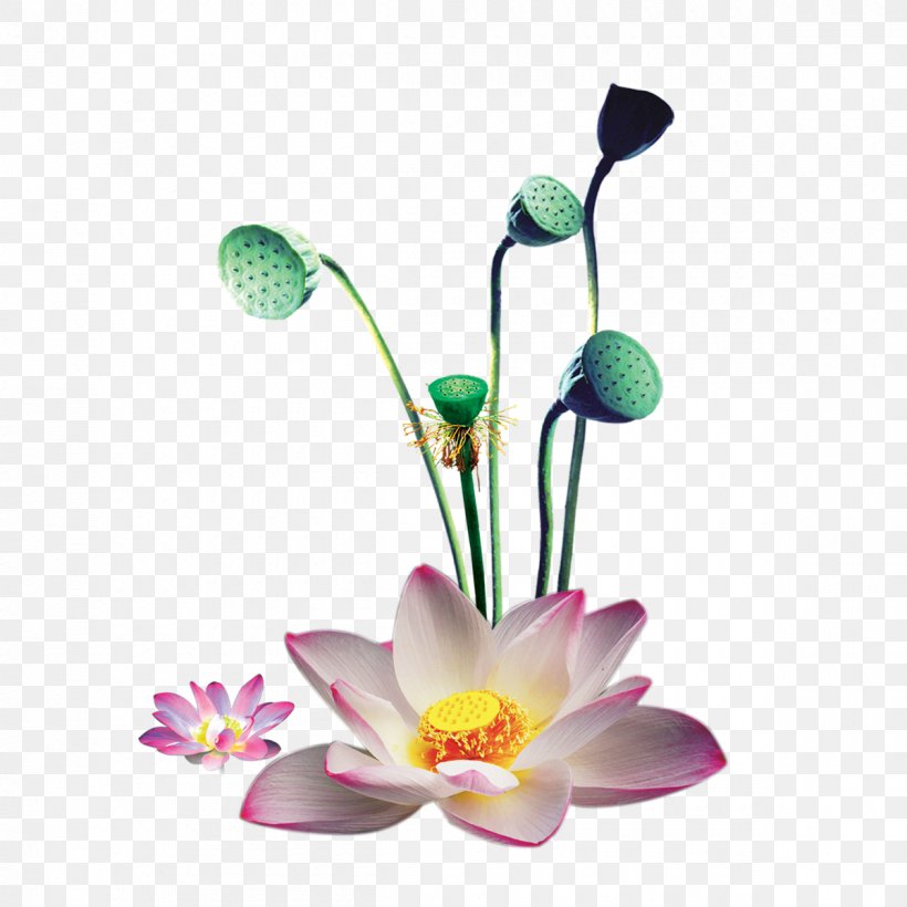 Nelumbo Nucifera Download, PNG, 1200x1200px, Nelumbo Nucifera, Coreldraw, Flora, Flower, Flowering Plant Download Free