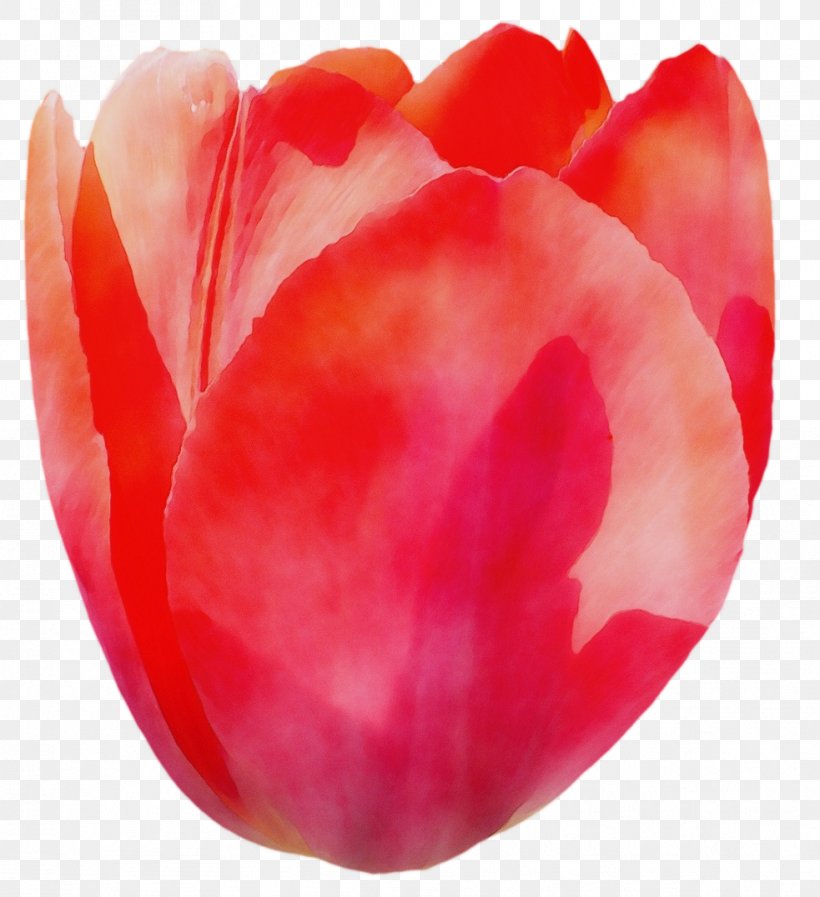 Petal Red Tulip Flower Plant, PNG, 983x1076px, Watercolor, Closeup, Coquelicot, Cut Flowers, Flower Download Free