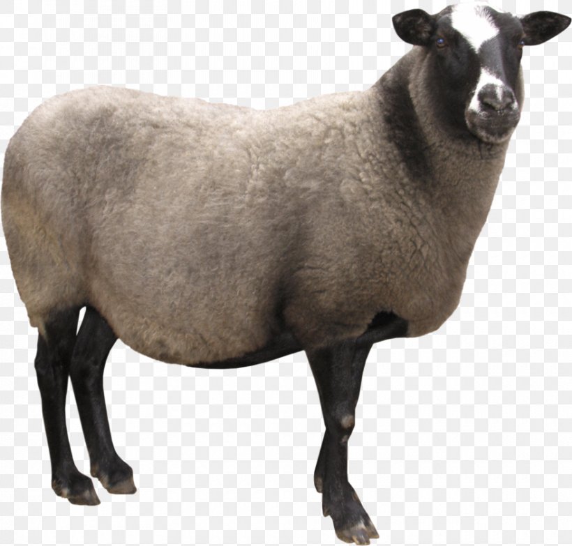 Sheep Taurine Cattle Ahuntz, PNG, 880x841px, Sheep, Ahuntz, Bovid, Cattle, Computer Software Download Free