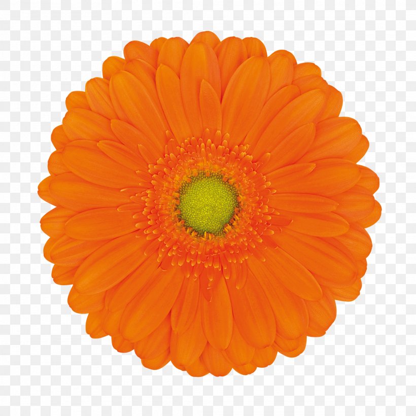 Transvaal Daisy Cut Flowers Orange Color, PNG, 2126x2126px, Transvaal Daisy, Birthday, Black, Blue, Calendula Download Free