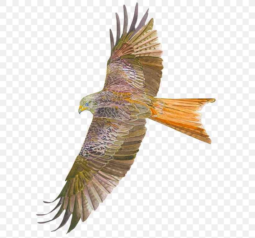 Bird Of Prey Accipitriformes Buzzard Hawk, PNG, 600x764px, Bird, Accipitriformes, Animal, Beak, Bird Of Prey Download Free