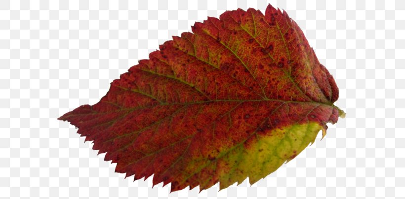 Leaf Autumn Leaves Yaprak, PNG, 600x404px, Leaf, Autumn, Autumn Leaves, Com, Earth Download Free
