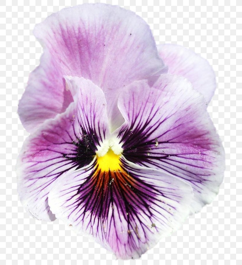Pansy Violet, PNG, 736x898px, Pansy, Flower, Flowering Plant, Petal, Plant Download Free