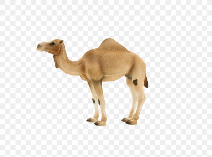 Dromedary Bactrian Camel Animal Figurine Hybrid Camel Horse, PNG, 1000x741px, Dromedary, Animal Figure, Animal Figurine, Arabian Camel, Bactrian Camel Download Free