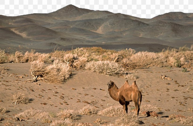 Gobi Desert Bactrian Camel Dromedary Lop Nur Taklamakan Desert, PNG, 1024x667px, Gobi Desert, Aeolian Landform, Arabian Camel, Bactria, Bactrian Camel Download Free