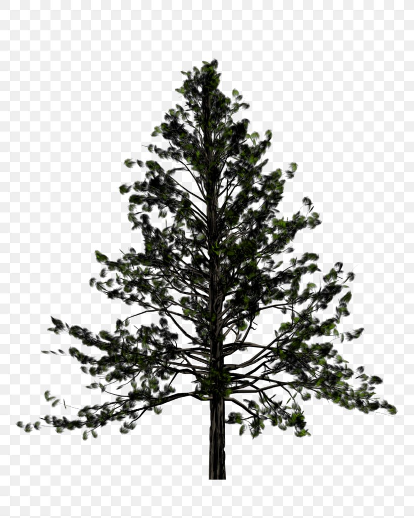 Tree Pine Fir Conifers, PNG, 768x1024px, Pine, Alpha Compositing, Arecaceae, Black And White, Branch Download Free