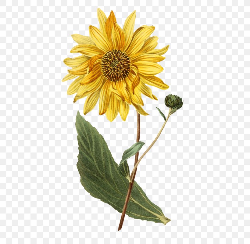 Botanical Illustration Botany Common Sunflower Helianthus Atrorubens, PNG, 448x800px, Botanical Illustration, Art, Botanical Illustrator, Botany, Common Sunflower Download Free