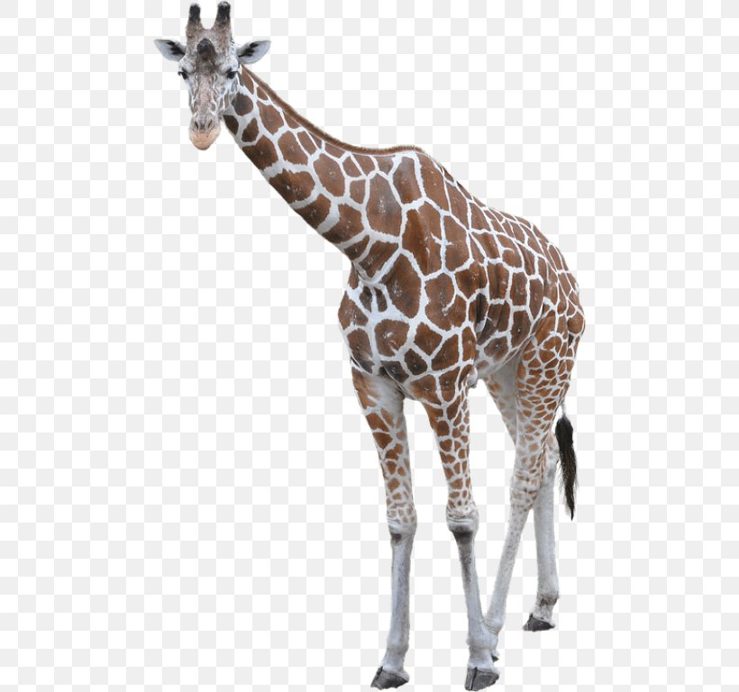 Clip Art, PNG, 480x768px, Image Resolution, Animal Figure, Drawing, Fauna, Giraffe Download Free