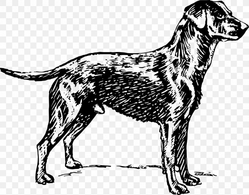 Dog Breed Labrador Retriever Golden Retriever Sporting Group, PNG, 1000x784px, Dog Breed, Agape Love Kennels, Black And White, Breeder, Carnivoran Download Free