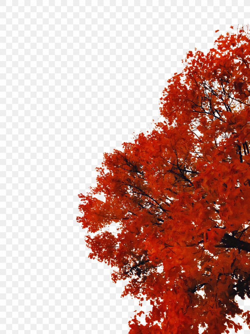 Tree Red Leaf Woody Plant Maple, PNG, 1024x1365px, Tree, Autumn, Deciduous, Leaf, Maple Download Free