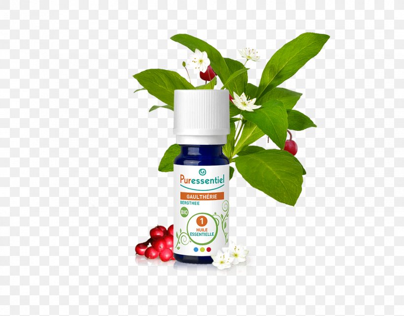 Essential Oil American Wintergreen Ravensara Aromatica Aromatherapy, PNG, 970x760px, Essential Oil, Aerosol Spray, American Wintergreen, Aponeurosis, Aromatherapy Download Free