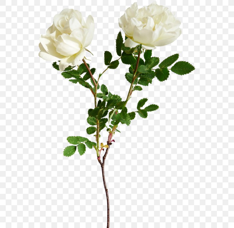 Garden Roses Flower Clip Art Image, PNG, 552x800px, Garden Roses, Artificial Flower, Branch, Cut Flowers, Floribunda Download Free