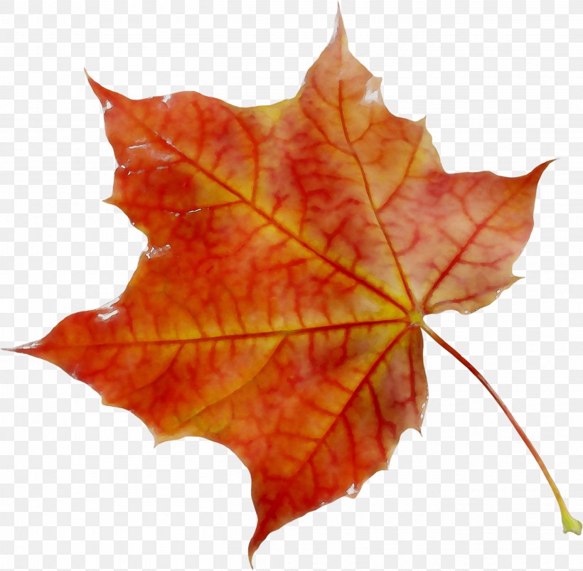 Maple Leaf Orange S.A., PNG, 2711x2658px, Maple Leaf, Autumn, Black Maple, Deciduous, Flower Download Free