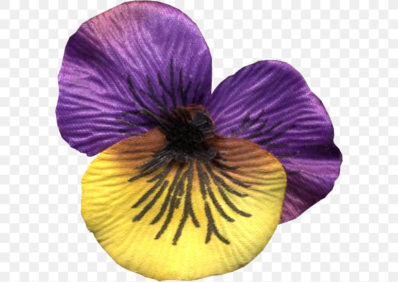 Pansy Violet Petal, PNG, 593x581px, Pansy, Flower, Flowering Plant, Magenta, Petal Download Free