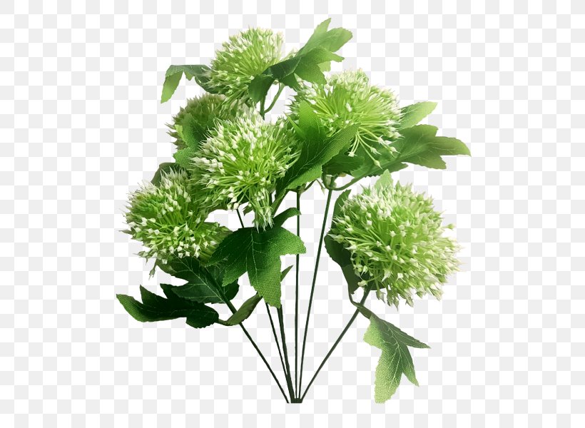 Parsley Herbalism Flower, PNG, 800x600px, Parsley, Apiales, Flower, Herb, Herbalism Download Free