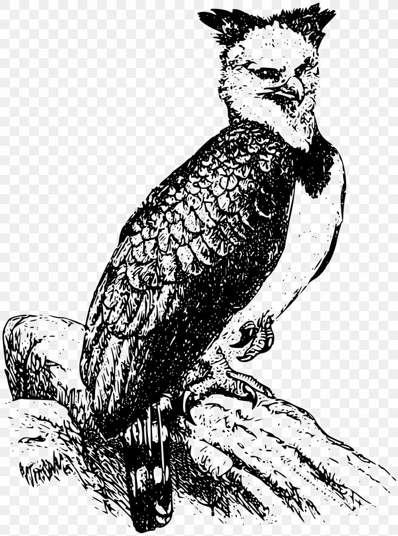 Bald Eagle Harpy Eagle Clip Art, PNG, 1784x2400px, Bald Eagle, Accipitriformes, Art, Ausmalbild, Beak Download Free