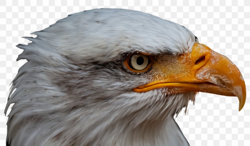 Beak Bird Eagle Bald Eagle Bird Of Prey, PNG, 2612x1532px, Beak, Accipitridae, Bald Eagle, Bird, Bird Of Prey Download Free