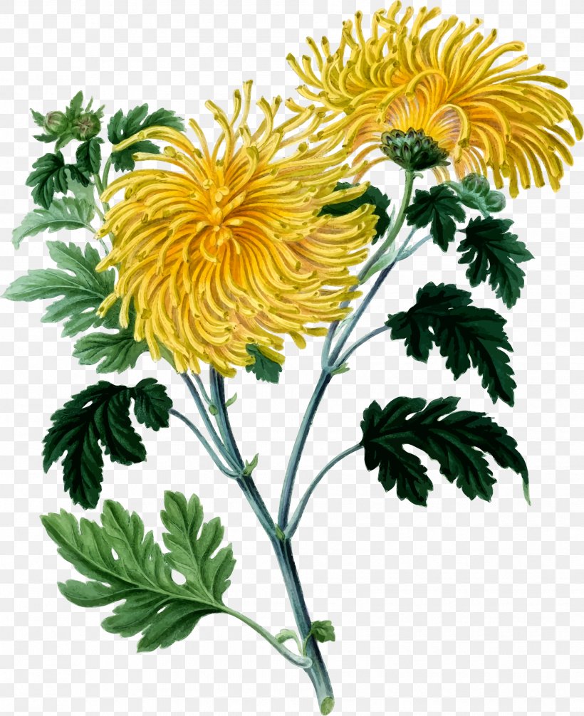 Chrysanthemum Botany Yellow Clip Art, PNG, 1935x2376px, Chrysanthemum, Annual Plant, Art, Botanical Illustration, Botanical Illustrator Download Free