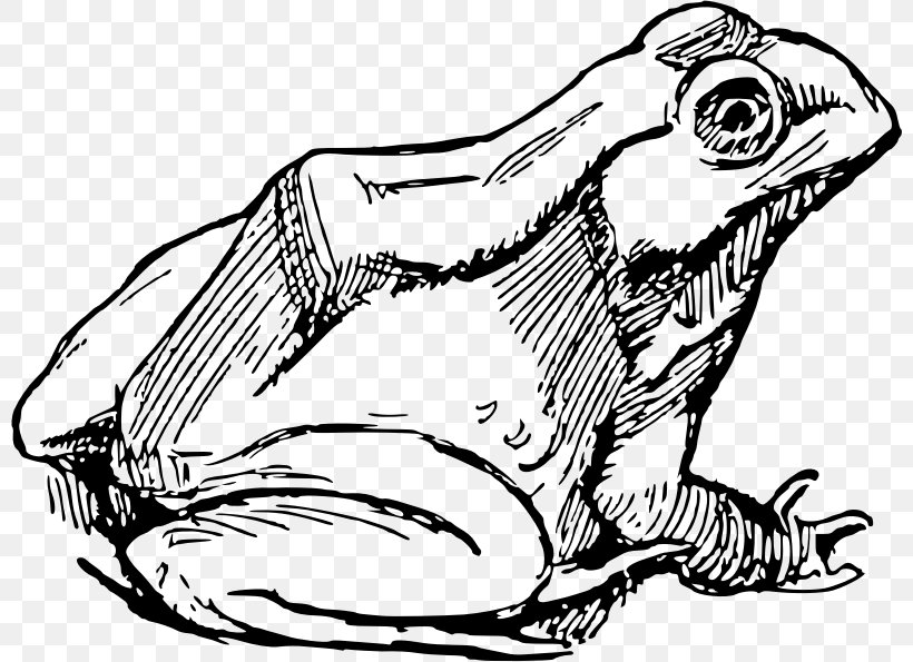 Frog Drawing Clip Art, PNG, 800x595px, Frog, American Green Tree Frog, Art, Artwork, Beak Download Free