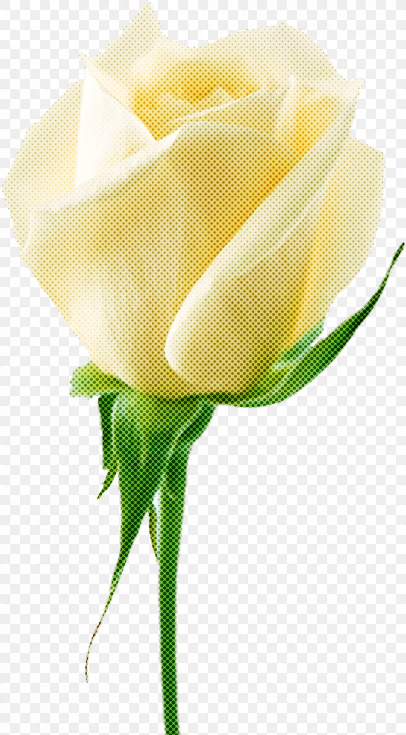 Garden Roses, PNG, 1445x2618px, Yellow, Cut Flowers, Flower, Garden Roses, Petal Download Free