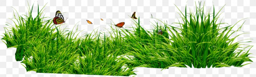 Herbaceous Plant Meadow Digital Image, PNG, 1024x311px, Herbaceous Plant, Commodity, Digital Image, Game, Grass Download Free