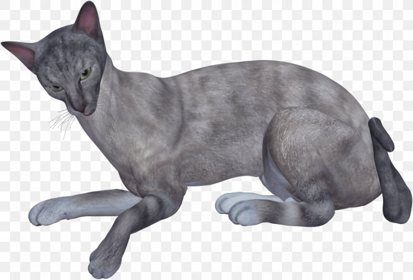 Korat Russian Blue Domestic Short-haired Cat Whiskers, PNG, 886x601px, Korat, Animal, Asian, Black Cat, Carnivoran Download Free