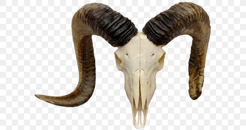 Mountain Goat Sheep Alpine Ibex Skull, PNG, 600x435px, Goat, Ahuntz, Alpine Ibex, Anatomy, Bighorn Sheep Download Free