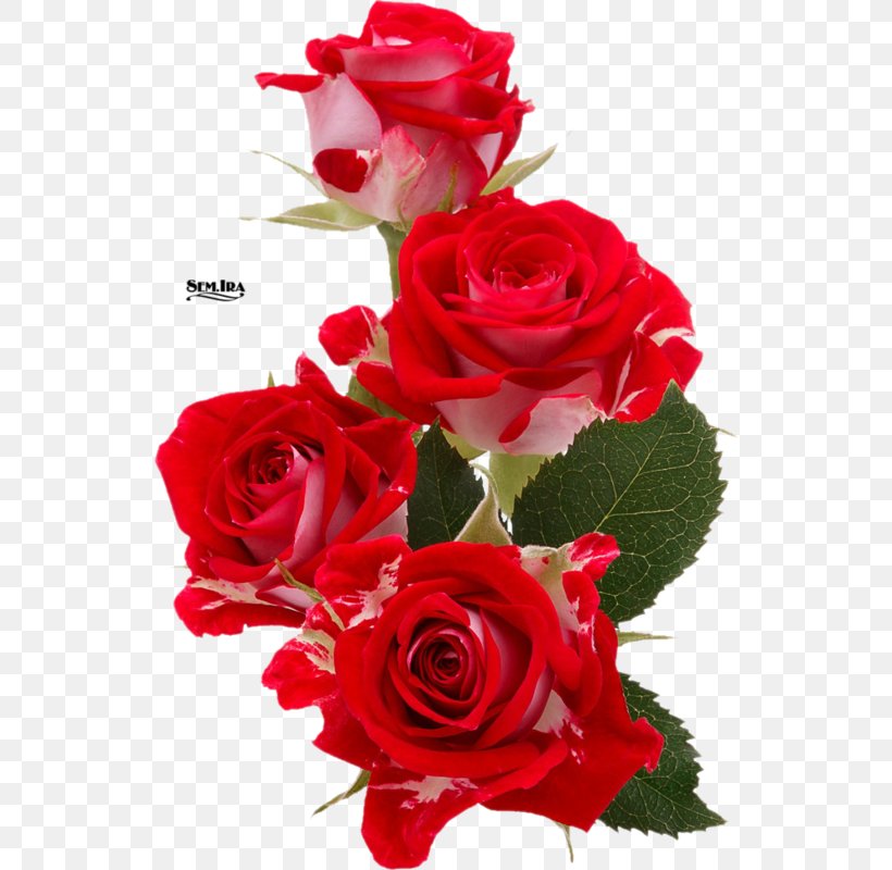 Rose Flower Bouquet Cut Flowers, PNG, 536x800px, Rose, Artificial Flower, Birthday, Blume, Cut Flowers Download Free