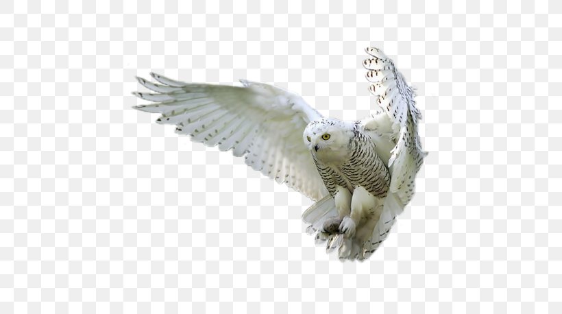 Snowy Owl Bird Tawny Owl, PNG, 600x458px, Owl, Barn Owl, Beak, Bird, Bird Of Prey Download Free