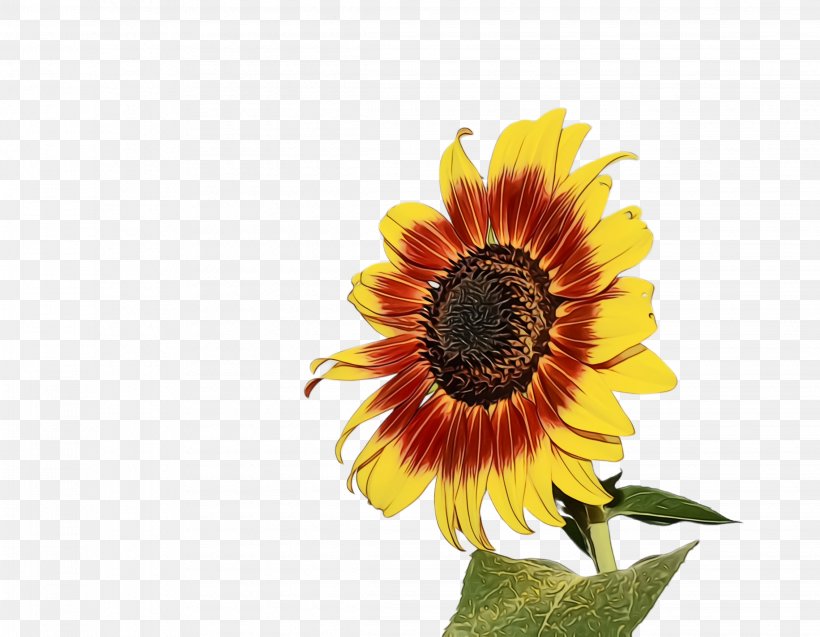 Sunflower, PNG, 2268x1764px, Watercolor, Asterales, Flower, Flowering Plant, Paint Download Free