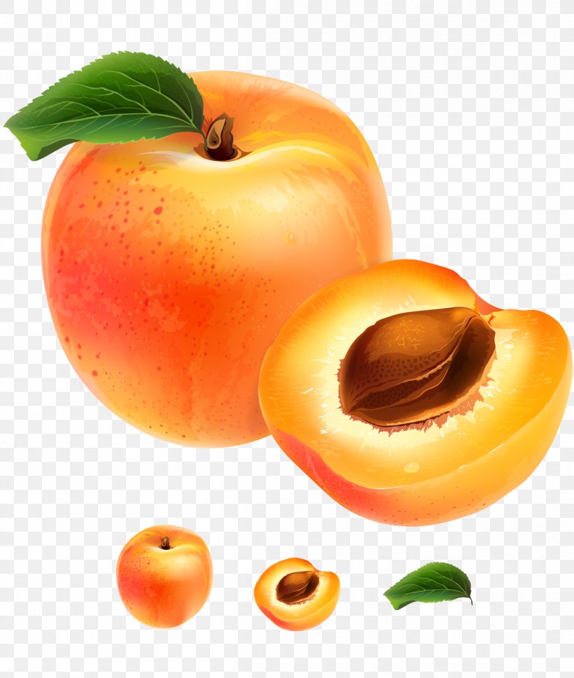 Apricot Fruit Illustration, PNG, 1199x1418px, Apricot, Apple, Auglis, Diet Food, Food Download Free