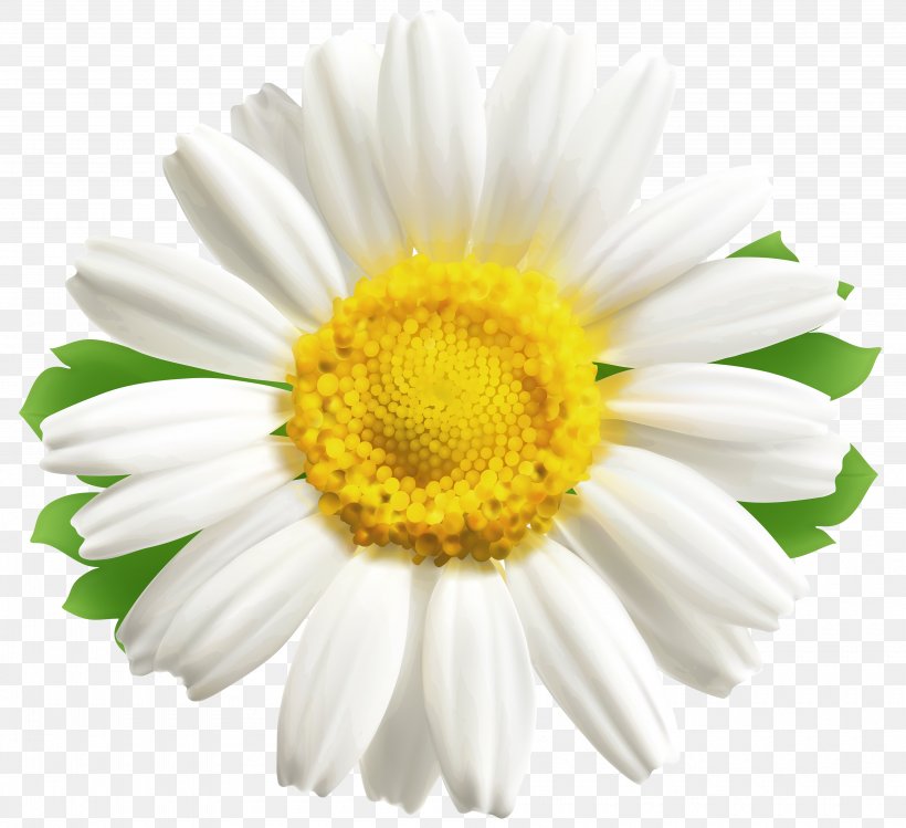 Common Daisy Flower Desktop Wallpaper Clip Art, PNG, 4000x3657px, Common Daisy, Annual Plant, Aster, Chamaemelum Nobile, Chamomile Download Free