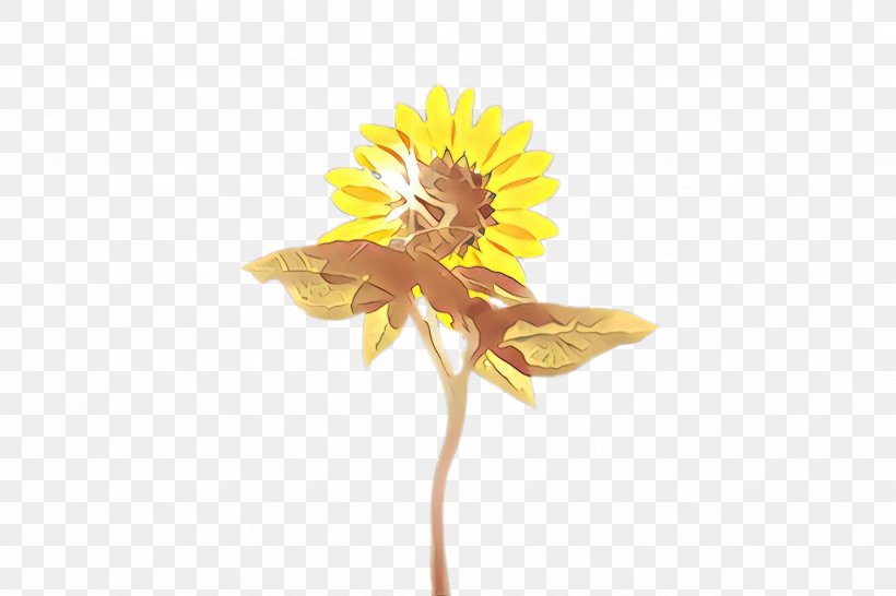 Flowers Cartoon, PNG, 2448x1632px, Sunflower, Asterales, Bloom, Closeup, Common Sunflower Download Free