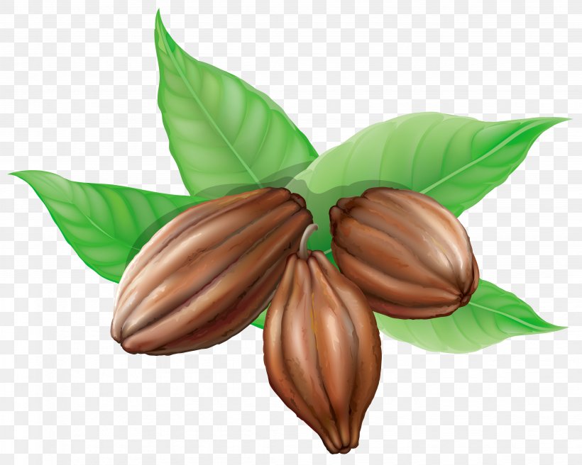 Theobroma Cacao Hot Chocolate Cocoa Bean Cocoa Solids Clip Art, PNG, 4112x3291px, Theobroma Cacao, Bean, Chocolate, Cocoa Bean, Cocoa Butter Download Free