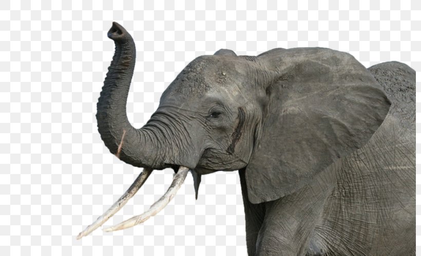 African Elephant Rhinoceros Poaching Addo Elephant National Park, PNG, 800x500px, African Elephant, Addo Elephant National Park, Biggame Hunting, Elephant, Elephants And Mammoths Download Free
