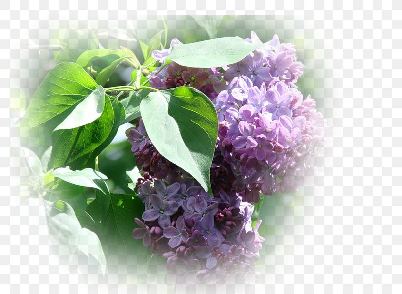 Basil, PNG, 800x600px, Basil, Flower, Herb, Lilac, Purple Download Free
