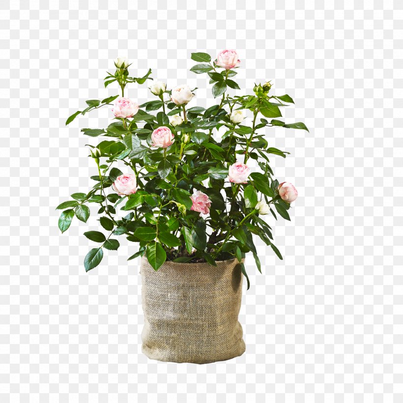 Flowerpot Cut Flowers Houseplant Agriculture Shrub, PNG, 1800x1800px, 2012, Flowerpot, Agriculture, Blog, Cut Flowers Download Free