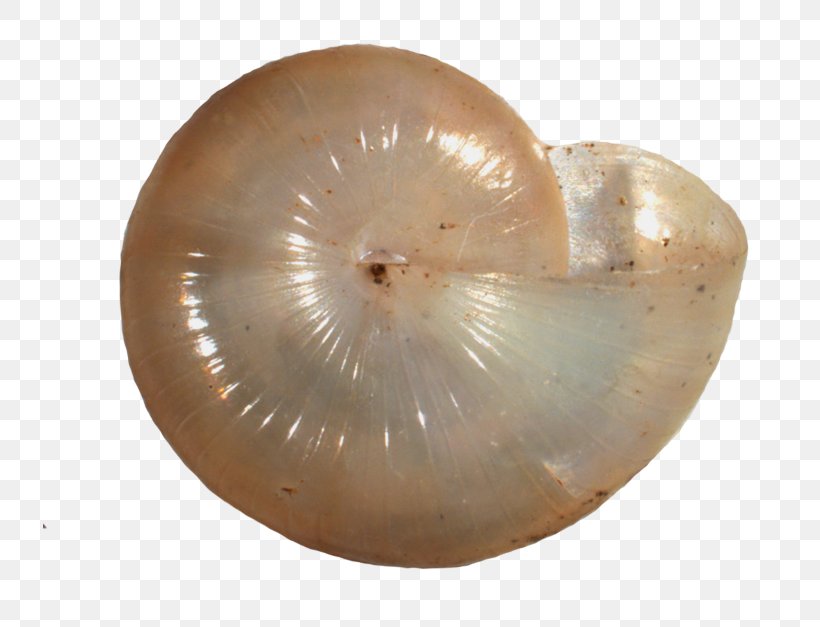 Glyphyalinia Carolinensis Virginia Nautiluses Carnegie Museums Of Pittsburgh, PNG, 734x627px, Virginia, Beige, Land Snail, Mollusca, Museum Download Free