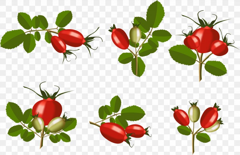 Rose Hip Barbados Cherry Rosa Rubiginosa, PNG, 4363x2827px, Rose Hip, Acerola, Acerola Family, Barbados Cherry, Berry Download Free